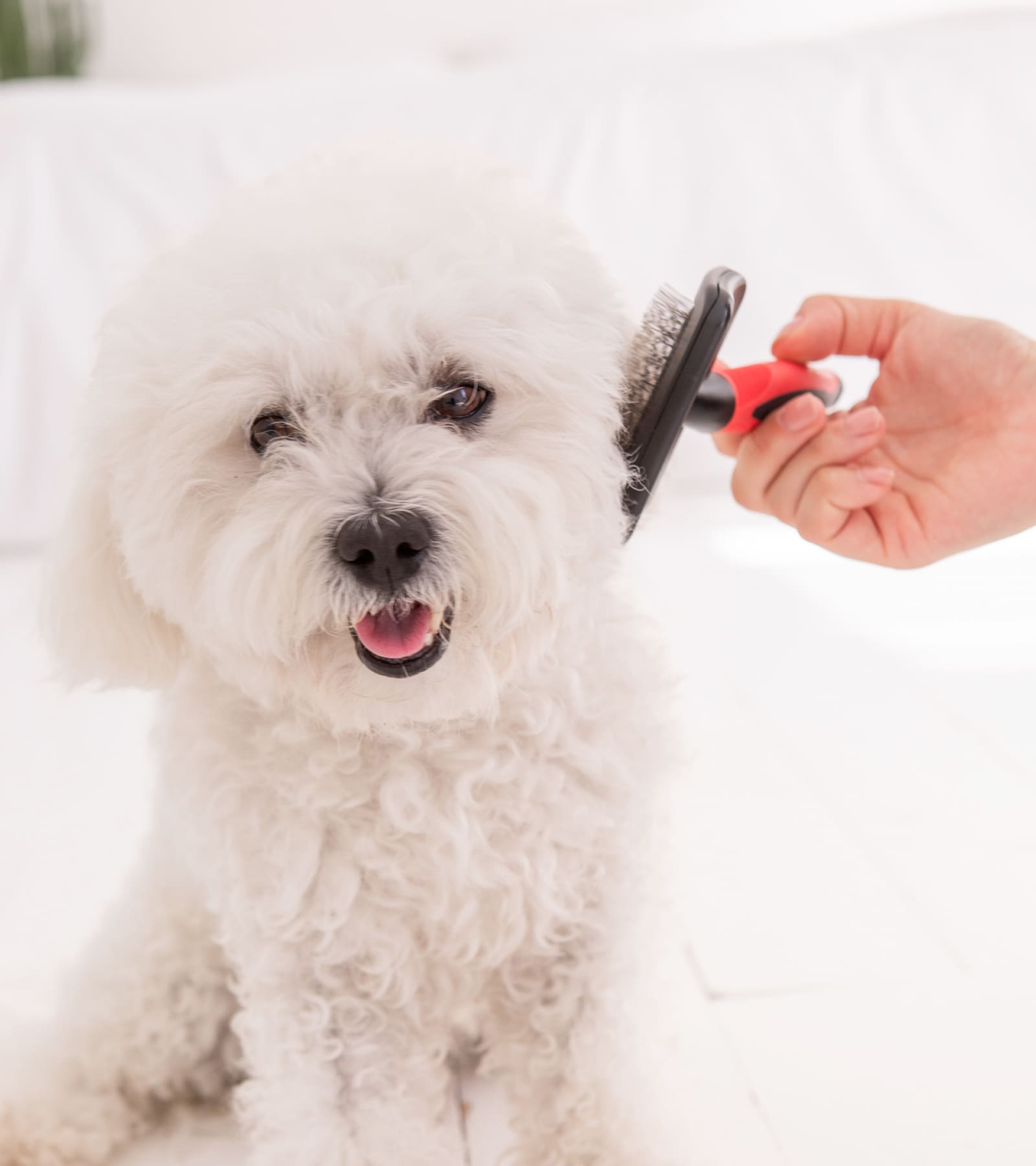 ⾃分の⼦のように、
すべてのわんちゃんに接したい