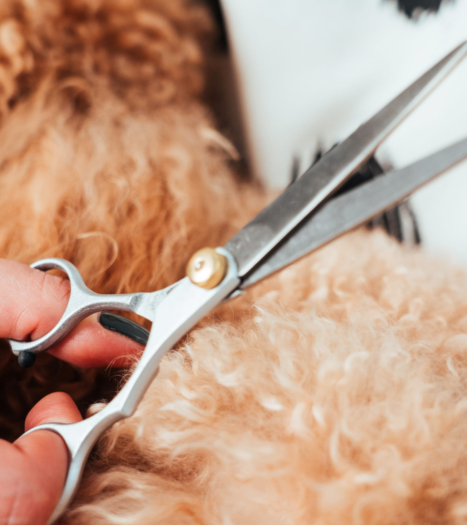 丁寧な⽬線で、わんちゃんの⼩さな変化にも寄り添う