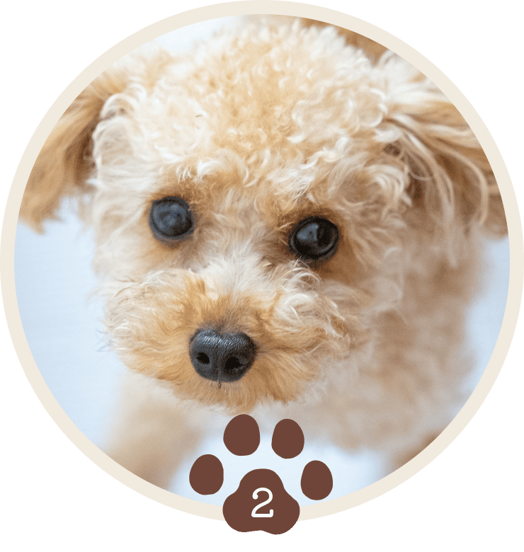 ⽝への深い愛情と豊富な知識