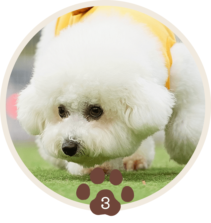 健やかな⽑並みを育てるケア