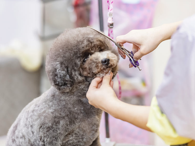 Dog Salon Calin