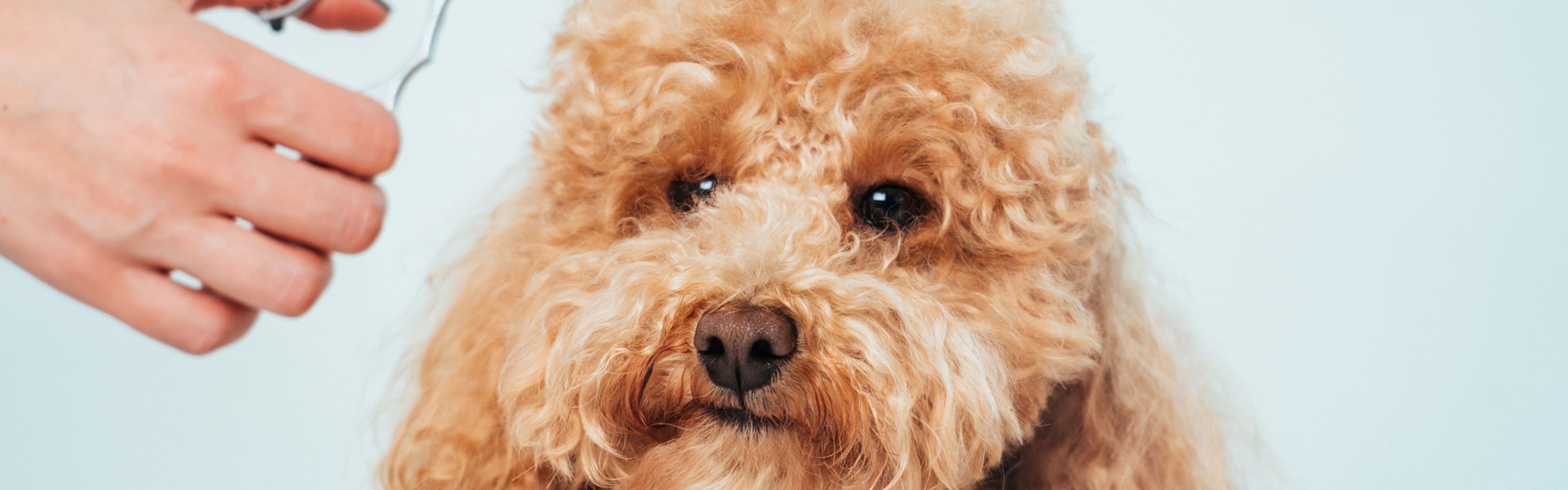 ご予約 お問い合わせ